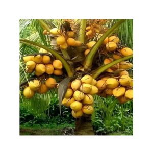 malayan orange dwarf coconut plant