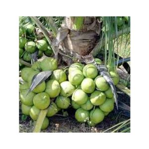 Malayan  Green Dwarf Coconut Plant