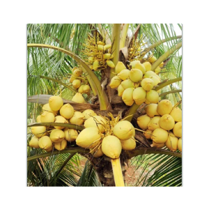 Malayan Yellow  dwarf Coconut Plant